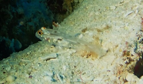 Fusigobius signipinnis observed 2026-10-09