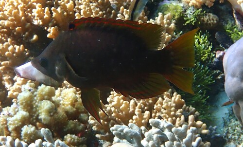 Epibulus brevis observed 2026-10-09