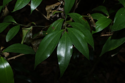 Cryptocarya laevigata observed 2026-10-11