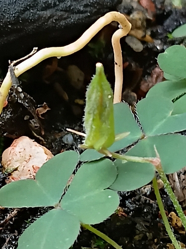 Creeping Woodsorrel