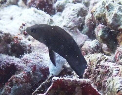 Pseudochromis fuscus observed 2026-10-08
