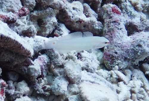 Amblygobius decussatus observed 2026-10-08