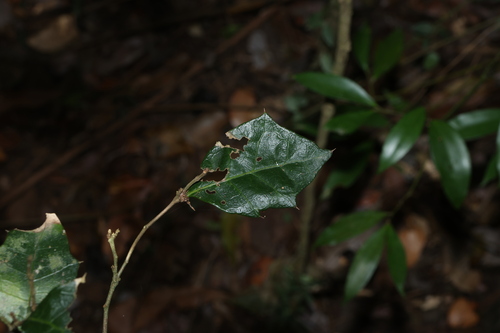 Native Holly