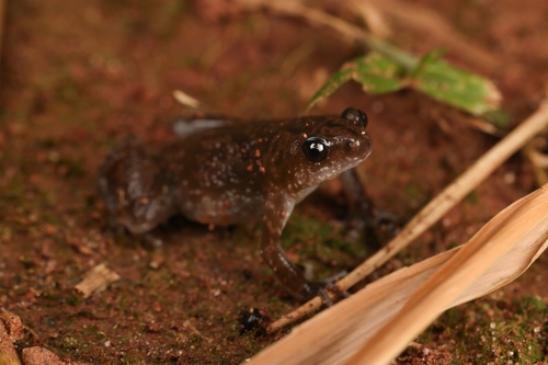 Rohan's Globular Frog