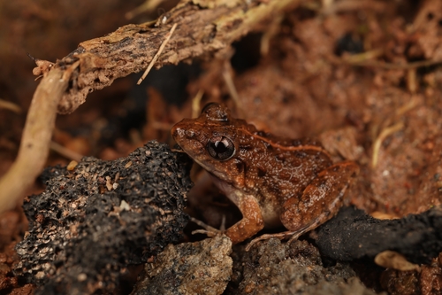 Common Paddy Field Frog
