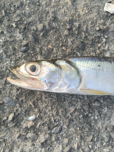 Elops hawaiensis observed 2026-10-11