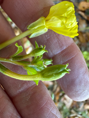 Oenothera parviflora, 2026-10-10