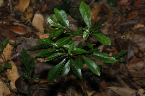 Psychotria daphnoides observed 2026-10-11