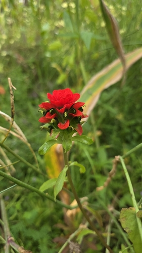 Flor de tiempo
