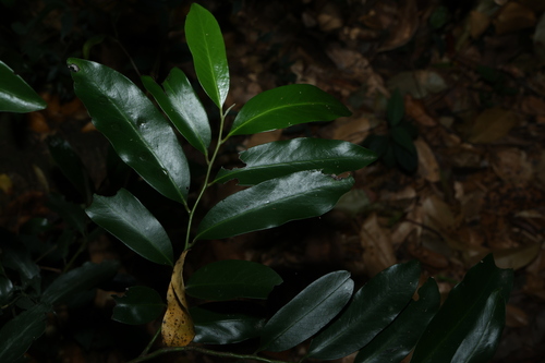 Diospyros australis observed 2026-10-11