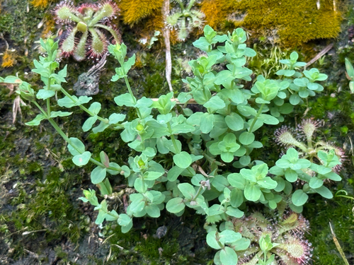 Hypericum japonicum observed 2026-10-10