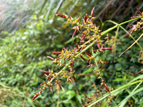 Carex filicina observed 2026-10-10