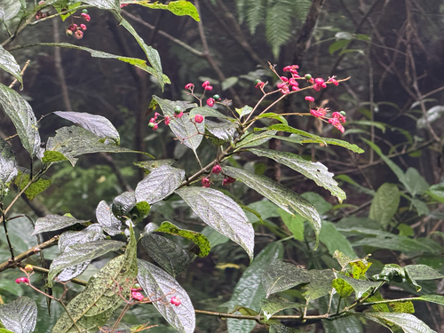 Clerodendrum cyrtophyllum observed 2026-10-10