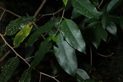 Celtis paniculata observed 2026-10-11