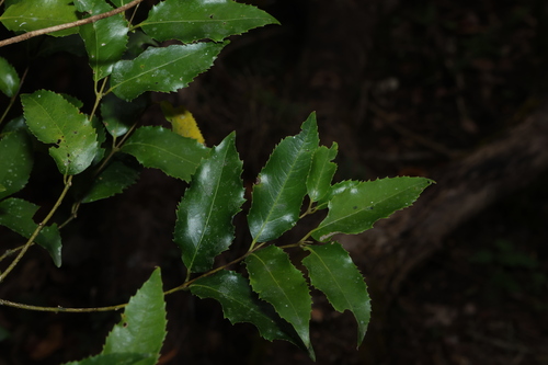 Daphnandra observed 2026-10-11