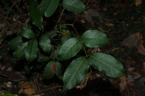 Euroschinus falcatus, 2026-10-11
