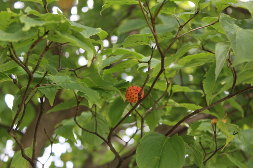 Cornus kousa observed 2026-10-04