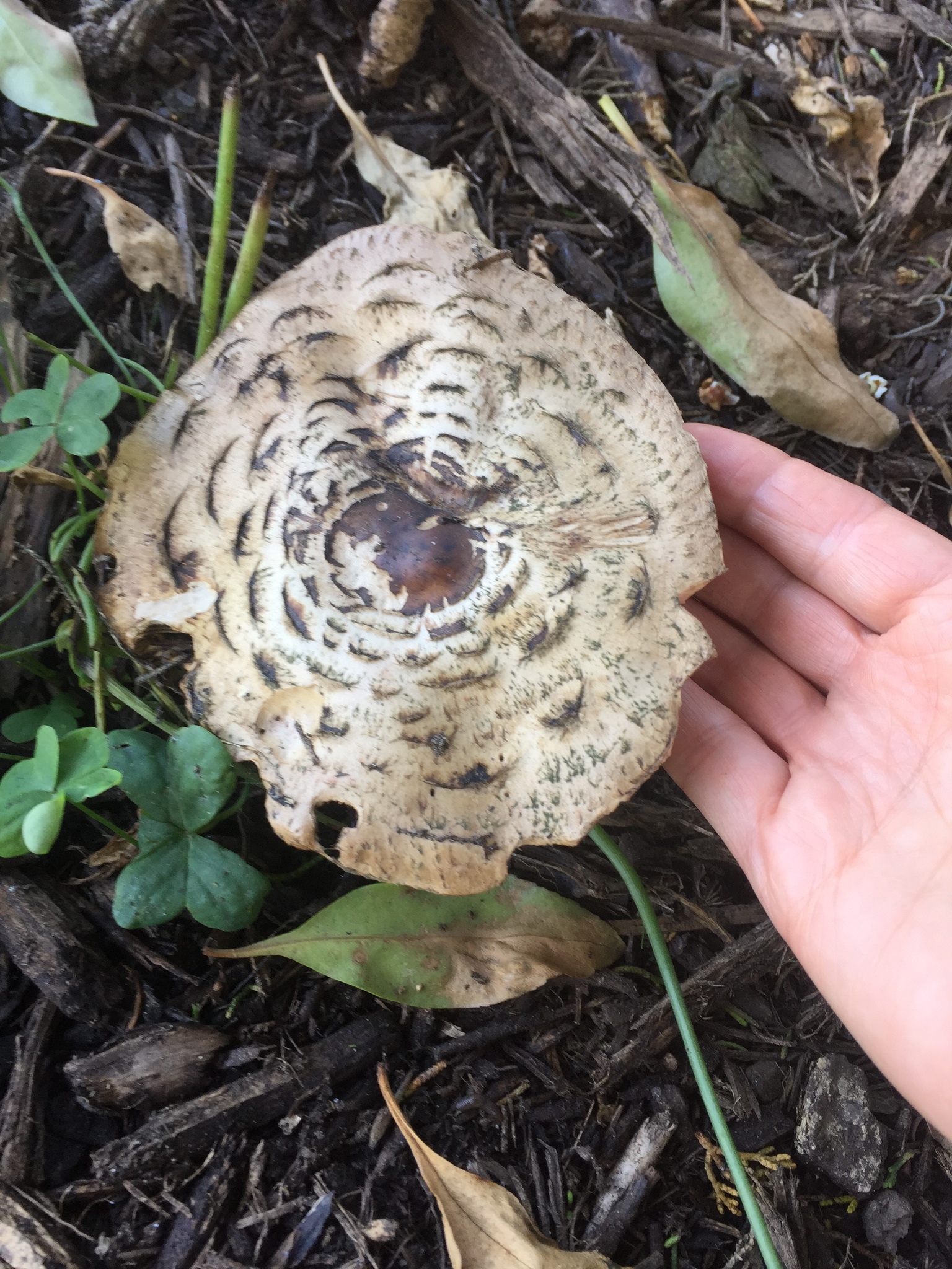 Chlorophyllum brunneum image