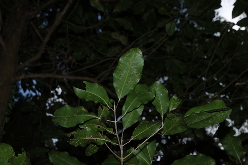 Sarcomelicope simplicifolia observed 2026-10-11