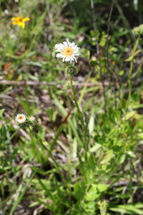 Eurybia eryngiifolia