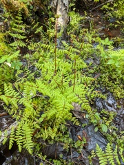 Cystopteris bulbifera