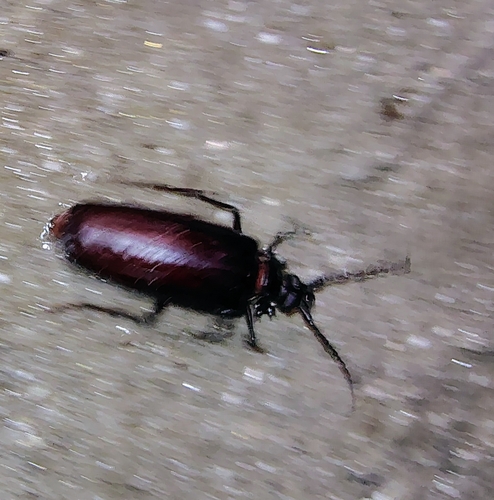 Escarabajo de la raíz del palo verde