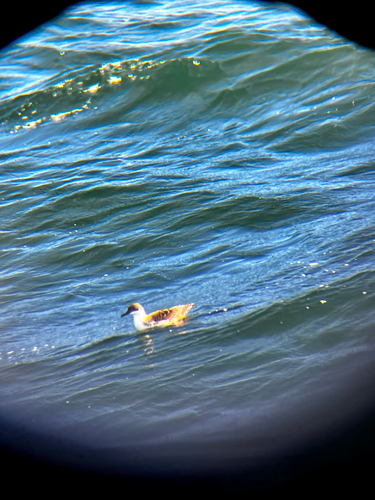 iNaturalist image