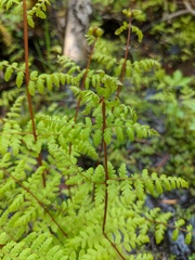 Cystopteris bulbifera