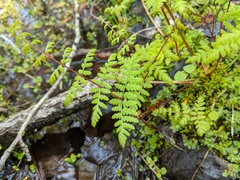 Cystopteris bulbifera