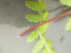 Cystopteris bulbifera