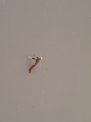 Caloptilia bimaculatella