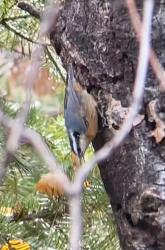 Red-breasted Nuthatch