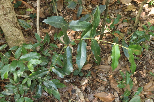 Wilkiea macrophylla, 2026-10-11