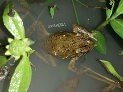 Ingerophrynus biporcatus