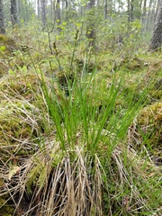 Carex diandra