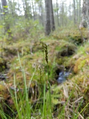 Carex diandra