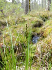 Carex diandra