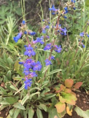 Penstemon cyananthus
