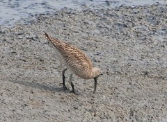 Numenius phaeopus variegatus