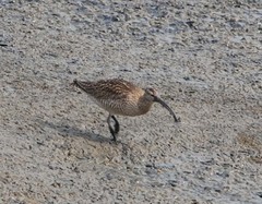 Numenius phaeopus variegatus