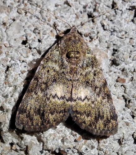 Labanda fasciata