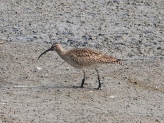 Numenius phaeopus variegatus