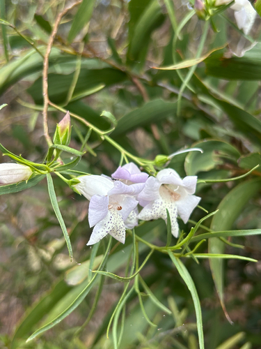 Bignonia emu-bush