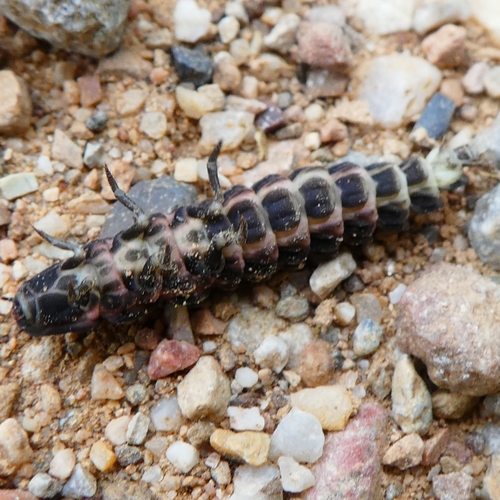 Mediterranean Pale Glow-worm, photo 8 of 10