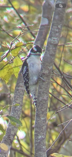 Downy Woodpecker observed by alysestuck