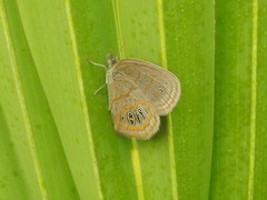 Neonympha areolatus
