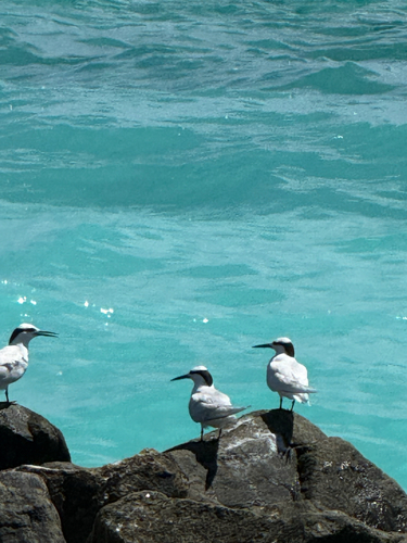 iNaturalist image