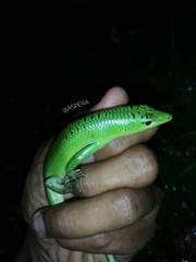 Lamprolepis smaragdina