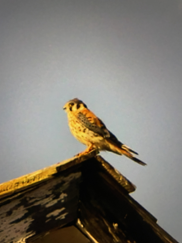 American Kestrel observed by poulam_s