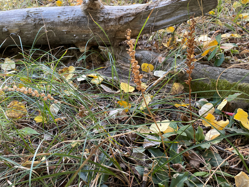 Western Rattlesnake Plantain